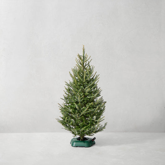Fraser Fir Snowfresh Fresh Christmas Tree 5' - 9'